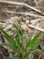 Euphorbia otsi fl-t.JPG